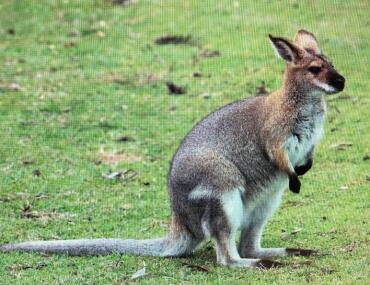 Wallaby-.jpg