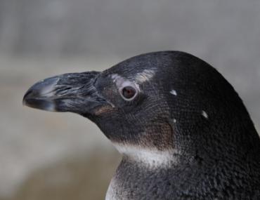 Pinguin-Fütterung wochentags um16:00h